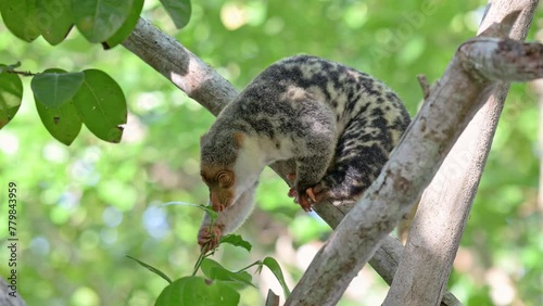 Waigeou cuscus or Waigeou spotted cuscus (Spilocuscus papuensis), Raja Ampat Biodiversity Nature Resort, Waigo, Raja Ampat, West Papua, Indonesia photo