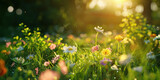 Sunlit Meadow of Blooming Flowers with Gentle Sun Rays in Background on Bright Bók Day