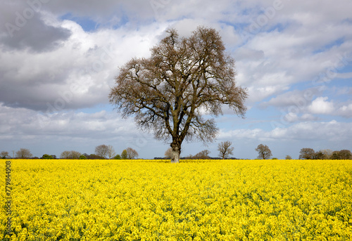 A field of yellow rapeseed in sunshine on a cloudy day with a tall single tree at its centre