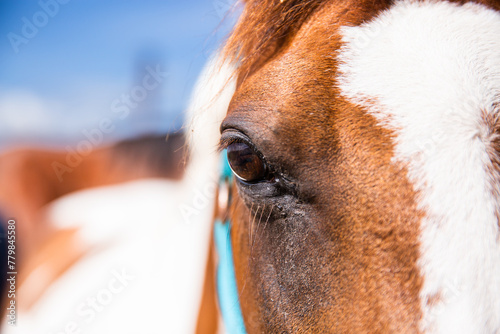 close of of the eye of a horse wearing a halter photo