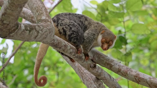 Waigeou cuscus or Waigeou spotted cuscus (Spilocuscus papuensis), Raja Ampat Biodiversity Nature Resort, Waigo, Raja Ampat, West Papua, Indonesia