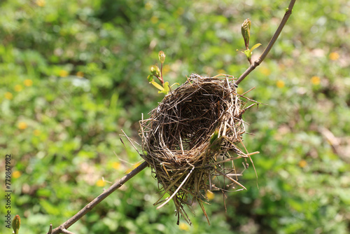 bird nest on twig