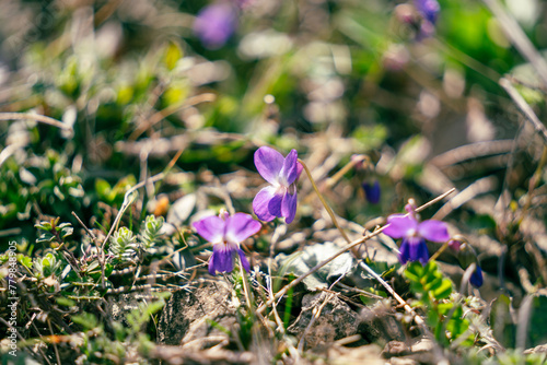 Blossoming purple flowers in early spring meadow on a blurry background, close up of violet flowers blooms in green grass, march and april floral nature