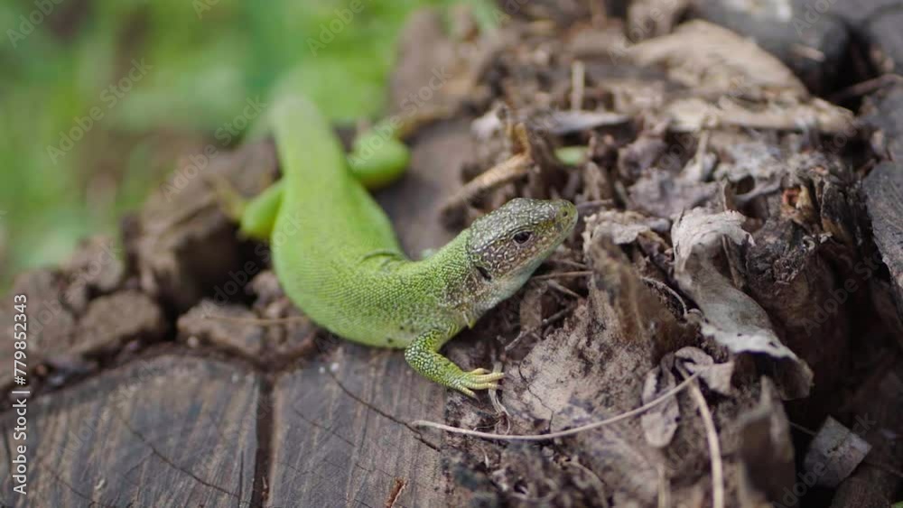 macro view of a Lacerta viridis Green lizard, European green lizard macro view of a Lacerta viridis Green lizard, European green lizard