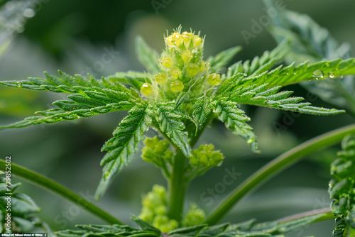 Natural marijuana plant 