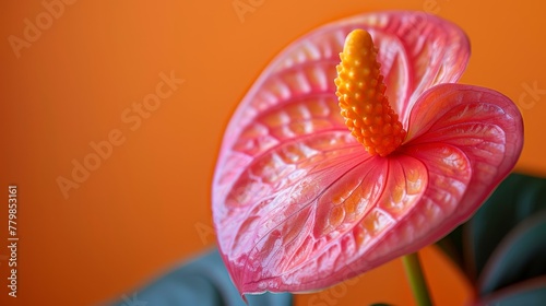   A tight shot of a pink blossom and a green leaf in front  against an orange backdrop
