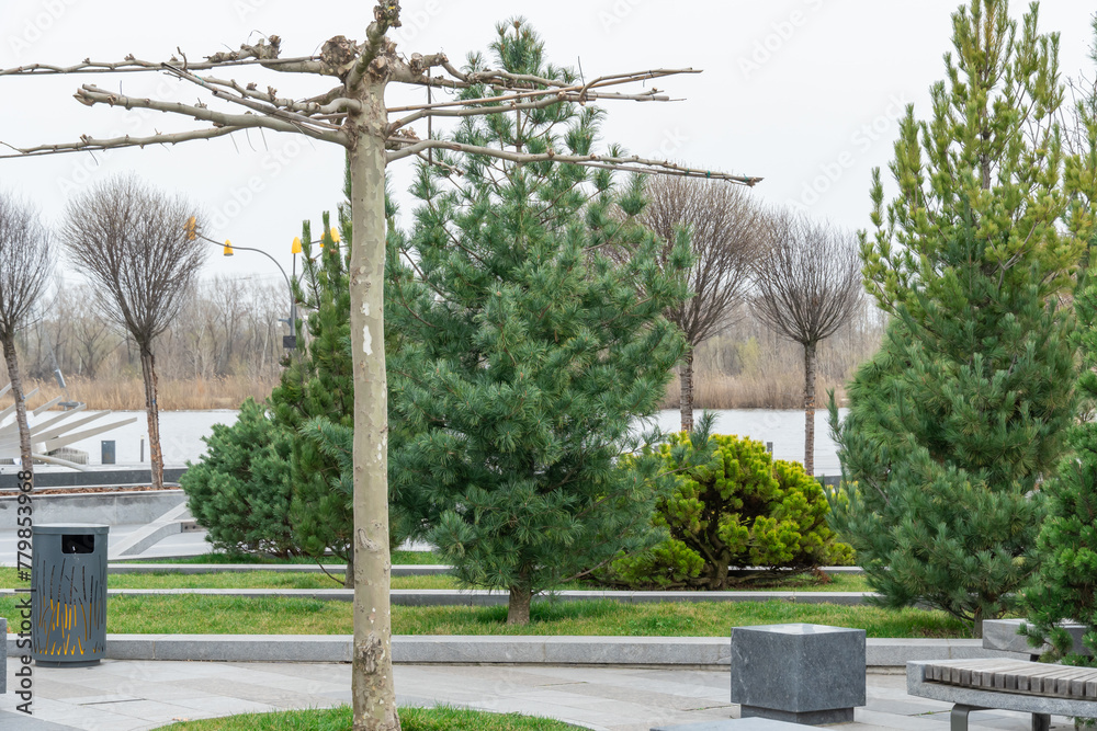 Fototapeta premium Mix gardening of evergreen plants in city park. Landscape design fir pine trees and conifer shrub in natural parkland. Green lawn cultivated in ornamental garden. Beautiful paths and benches in town.
