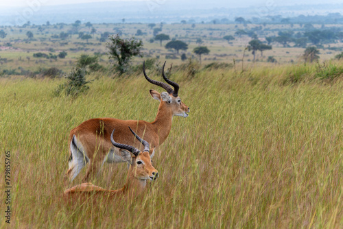 Zwei männliche Uganda-Kob Antilopen im hohen Gras photo