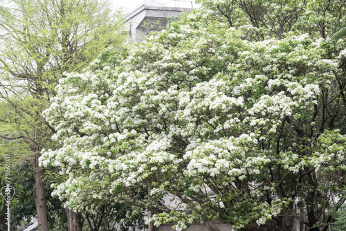 Beautiful Chinese fringetree flowers.	 photo