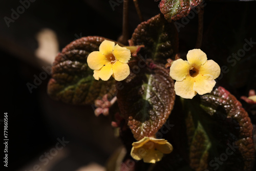 Blooming yellow flowers of Episcia cupreata Suomi Gesneriad houseplant photo
