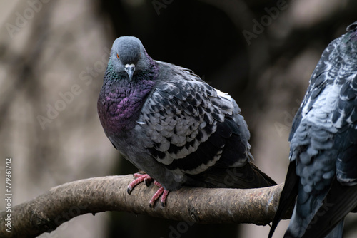 A BLUE PIGEON ON A BRANCH