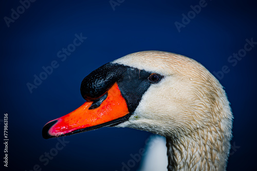 Portrait of a Swan (ID: 779863136)