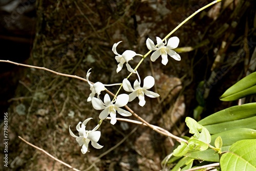 Christenia Green Light (Christensonia vietnamica). Dinawan Island, Sabah, Malaysia. photo