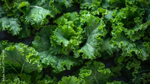 Fresh kale leaves close up arranged beautifully on a dark surface showcasing their rich green color and textured edges photo