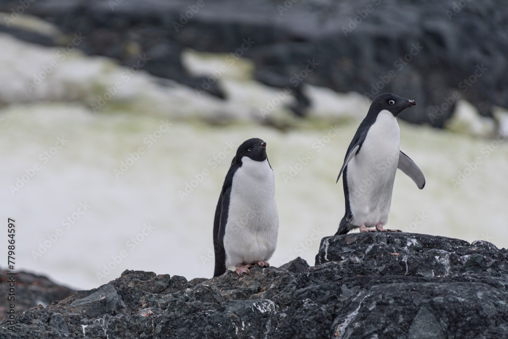 Obraz premium Antarctic Wildlife
