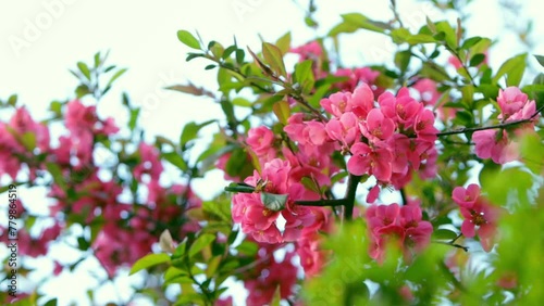 Gałązka drzewa pigwy, pełna małych różowych kwiatów i zielonych liści. Przebudzenie przyrody, kwitnące kwiaty i drzewa.  photo