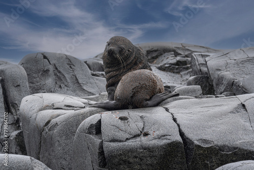 Antarctic Wildlife photo