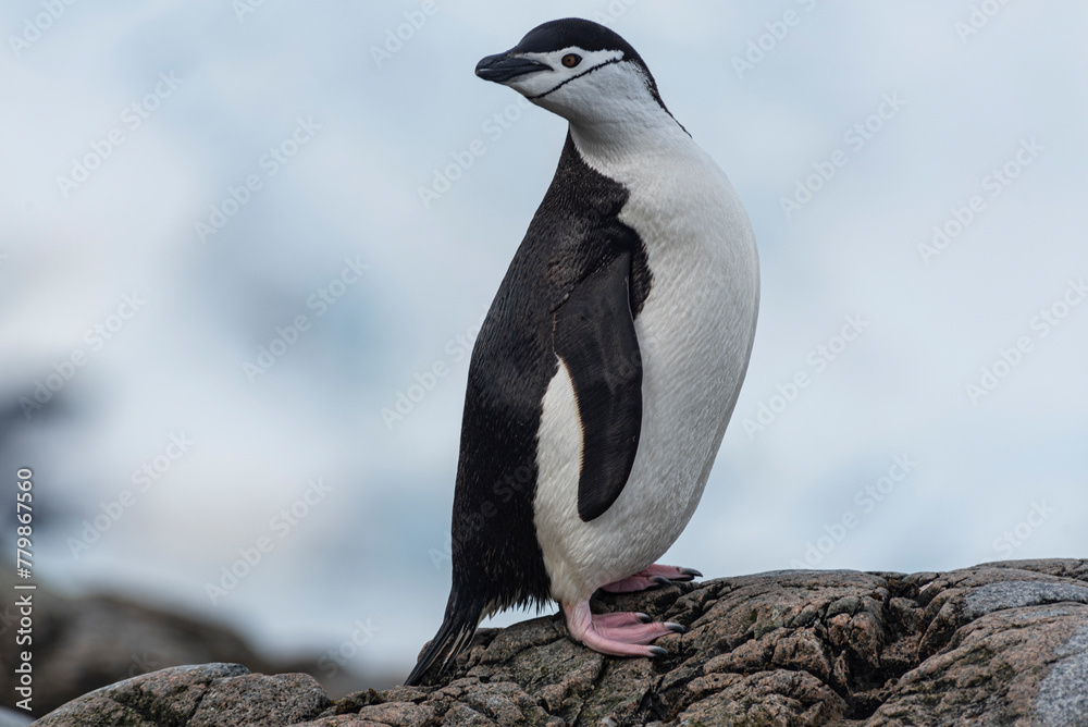 Fototapeta premium Antarctic Wildlife