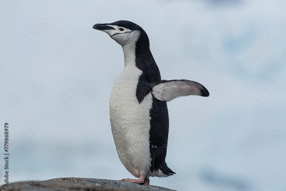 Obraz premium Antarctic Wildlife