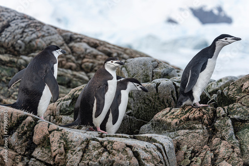 Antarctic Wildlife