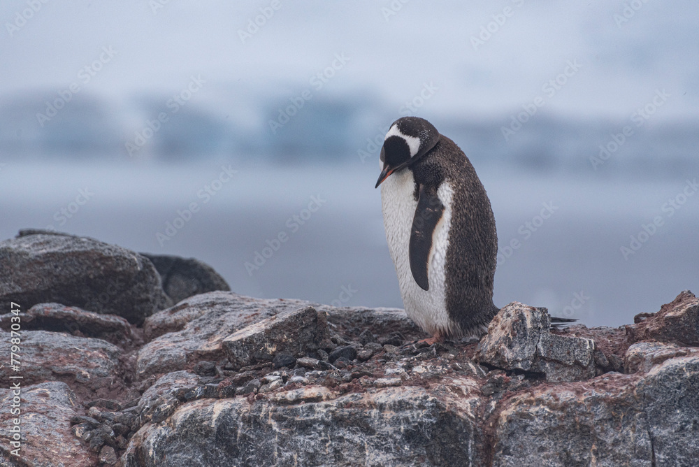 Obraz premium Antarctic Wildlife