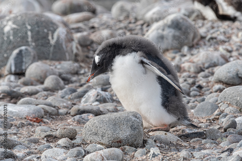 Antarctic Wildlife Antarctic Wildlife