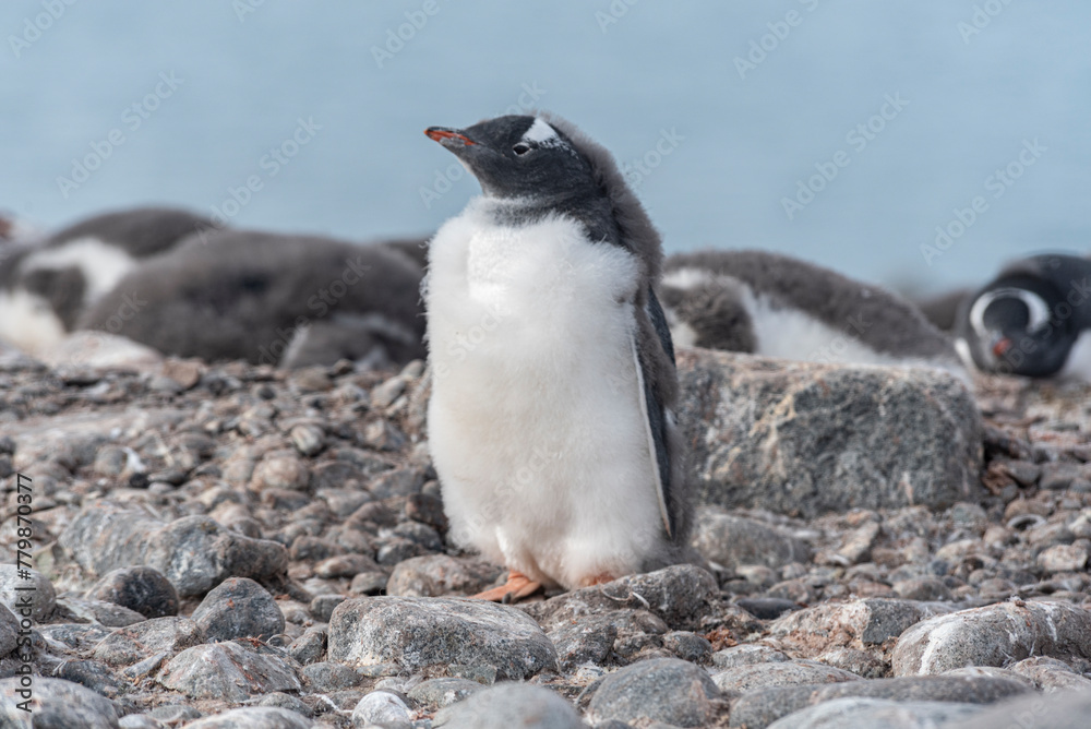 Naklejka premium Antarctic Wildlife