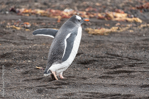 Antarctic Wildlife photo