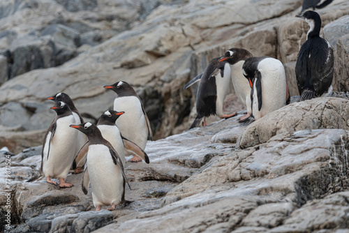 Antarctic Wildlife