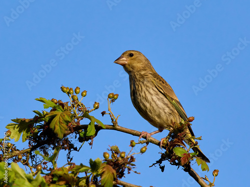 European greenfinch (Chloris chloris)