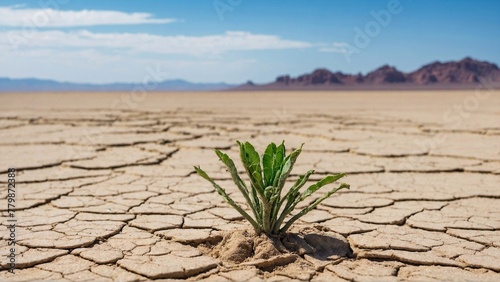 plant sprouts amidst dry cracked ground on desert backdrop, emphasizing ecology problems and the fragile balance of life in arid landscapes