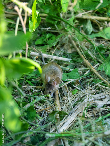 Possibly wild house mouse (Mus musculus) in the suburbs of Abu Dhabi, United Arab Emirates © max5128