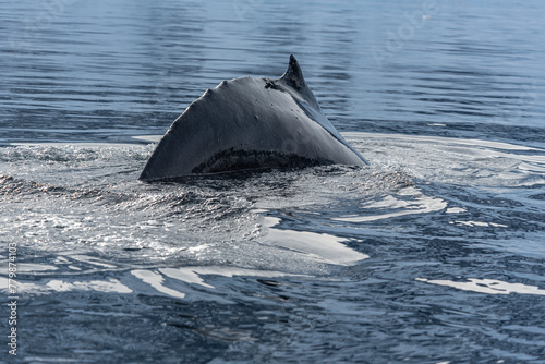 Antarctic Wildlife photo