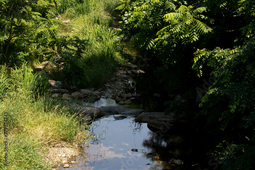 Reflection of green trees on the surface of water in the Creek