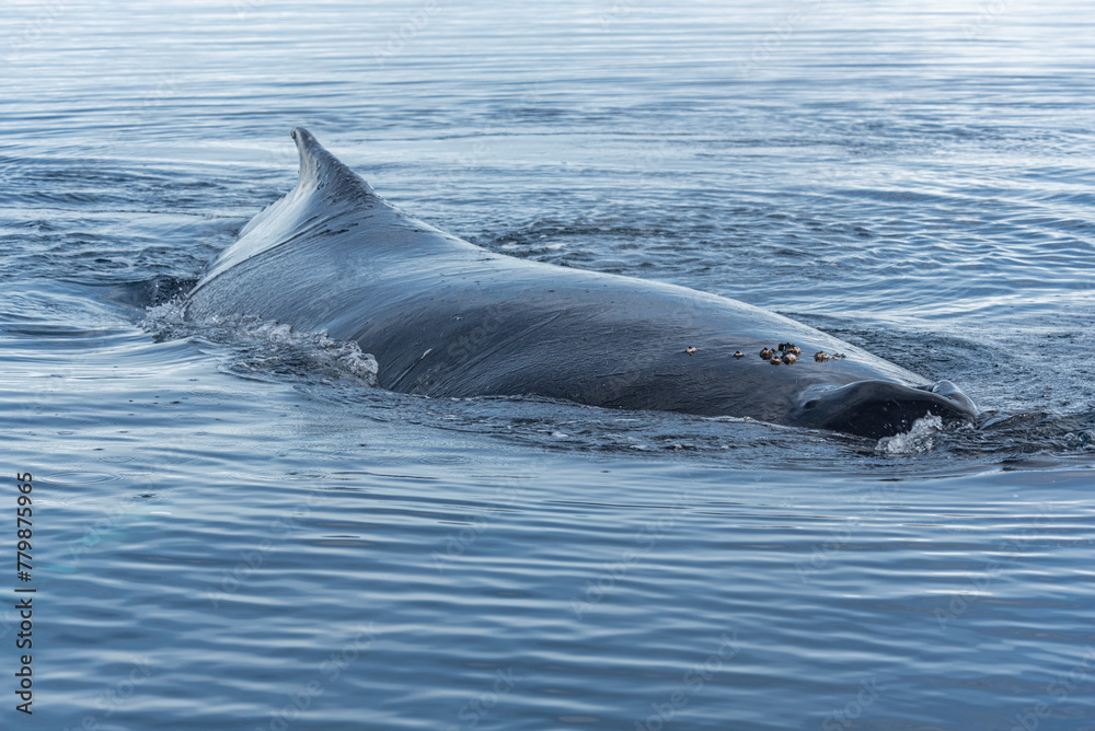 Fototapeta premium Dzikie zwierzęta Antarktydy