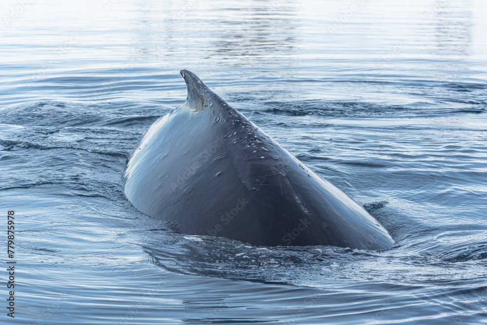 Fototapeta premium Antarctic Wildlife