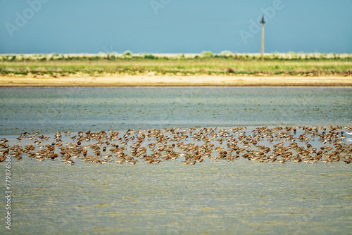 Migration halt of flyway waders (stop-over) in bays of Lake Sivash on Arabatskaya strelka spit. Sandpipers (Calidris) feed here for many days to restore fat reserves (Fuel) for throw to Arctic