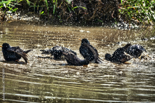 Starlings bathe in a road puddle at noon on a hot day with a sharp sun. Spray flying