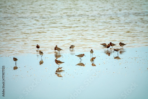 Migration halt of flyway waders (stop-over) in bays of Lake Sivash on Arabatskaya strelka spit. Sandpipers (Calidris) feed here for many days to restore fat reserves (Fuel) for throw to Arctic