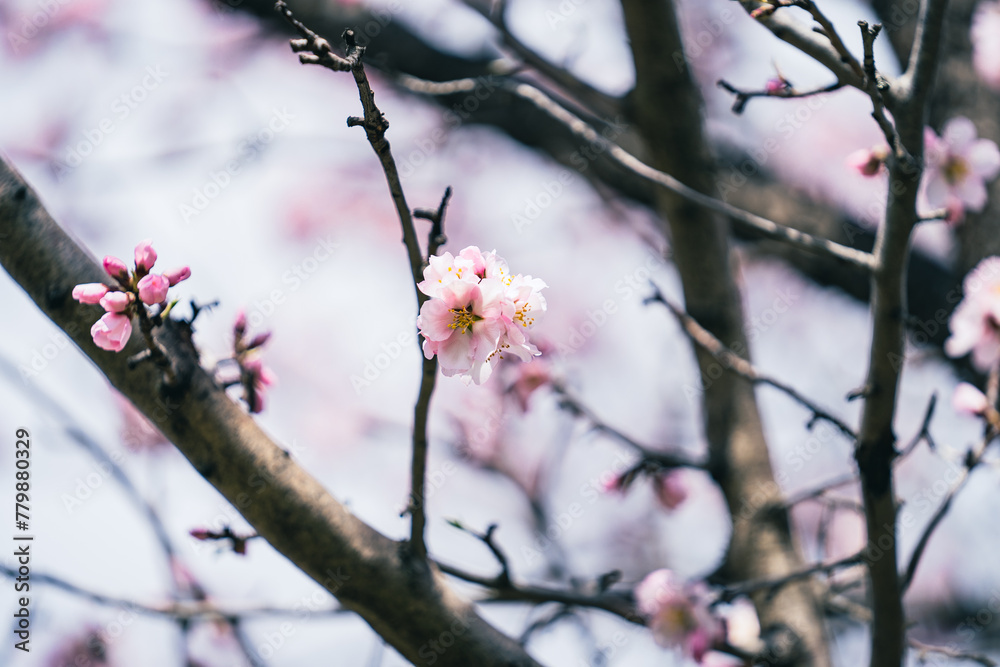 Closeup of branch with pink flowers blooming on the almond tree in early spring, april floral nature Closeup of branch with pink flowers blooming on the almond tree in early spring, april floral nature