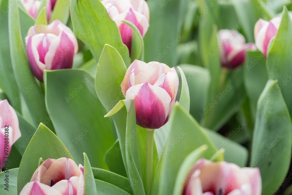 Fototapeta premium Tulipa gesneriana