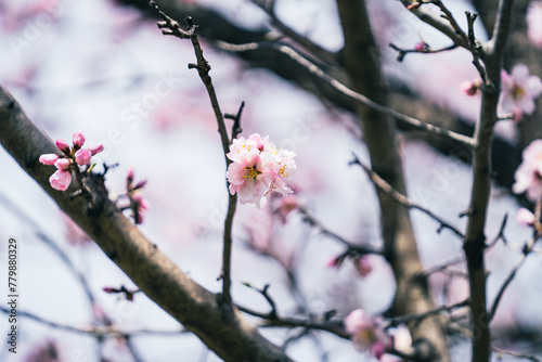 Closeup of branch with pink flowers blooming on the almond tree in early spring, april floral nature