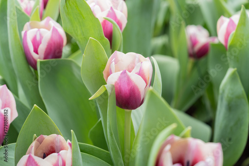 Tulipa gesneriana photo