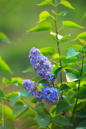 A branch of purple lilac blooms in spring. Spring blooming lilac tree in the garden.
