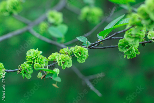 Spring blooming of the tree. Tree branch with green flowers in spring.