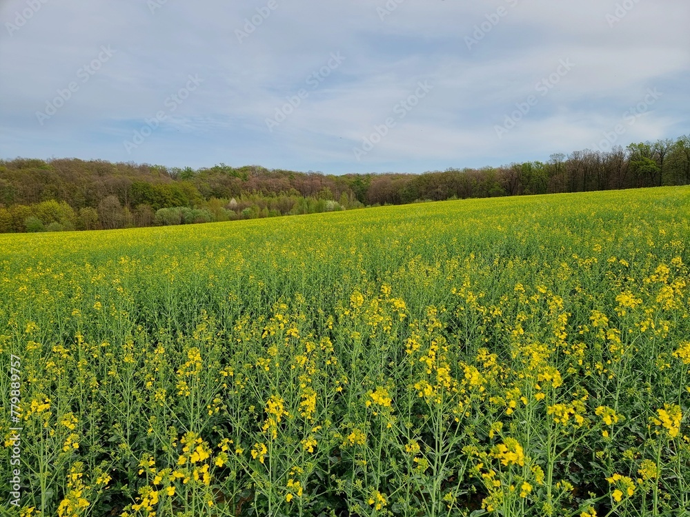 Rapeseed field near the forest