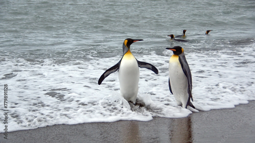 Naklejka premium King penguins (Aptenodytes patagonicus) leaving the water at Salisbury Plain, South Georgia Island