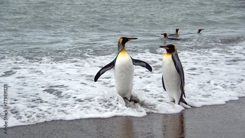 King penguins (Aptenodytes patagonicus) leaving the water at Salisbury Plain, South Georgia Island