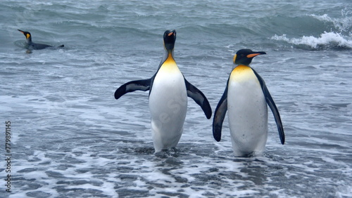 King penguins  Aptenodytes patagonicus  leaving the water at Salisbury Plain  South Georgia Island