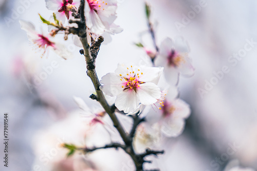 almond  almond trees  april  background  banner  beautiful  beauty  bloom  blooming  blossom  blossoming  blossoming trees  bokeh  botany  branch  bright  closeup  easter  environment  flora  floral  